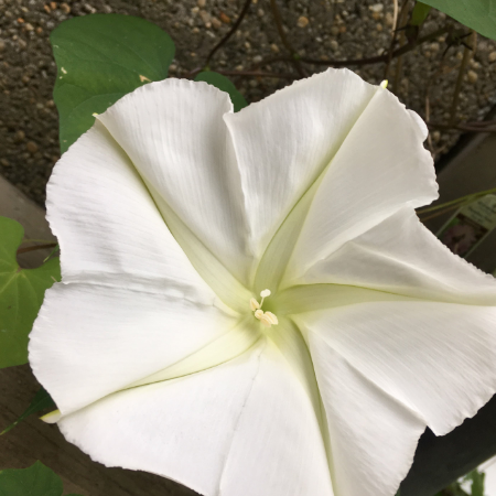 Fragancia Flor de Luna