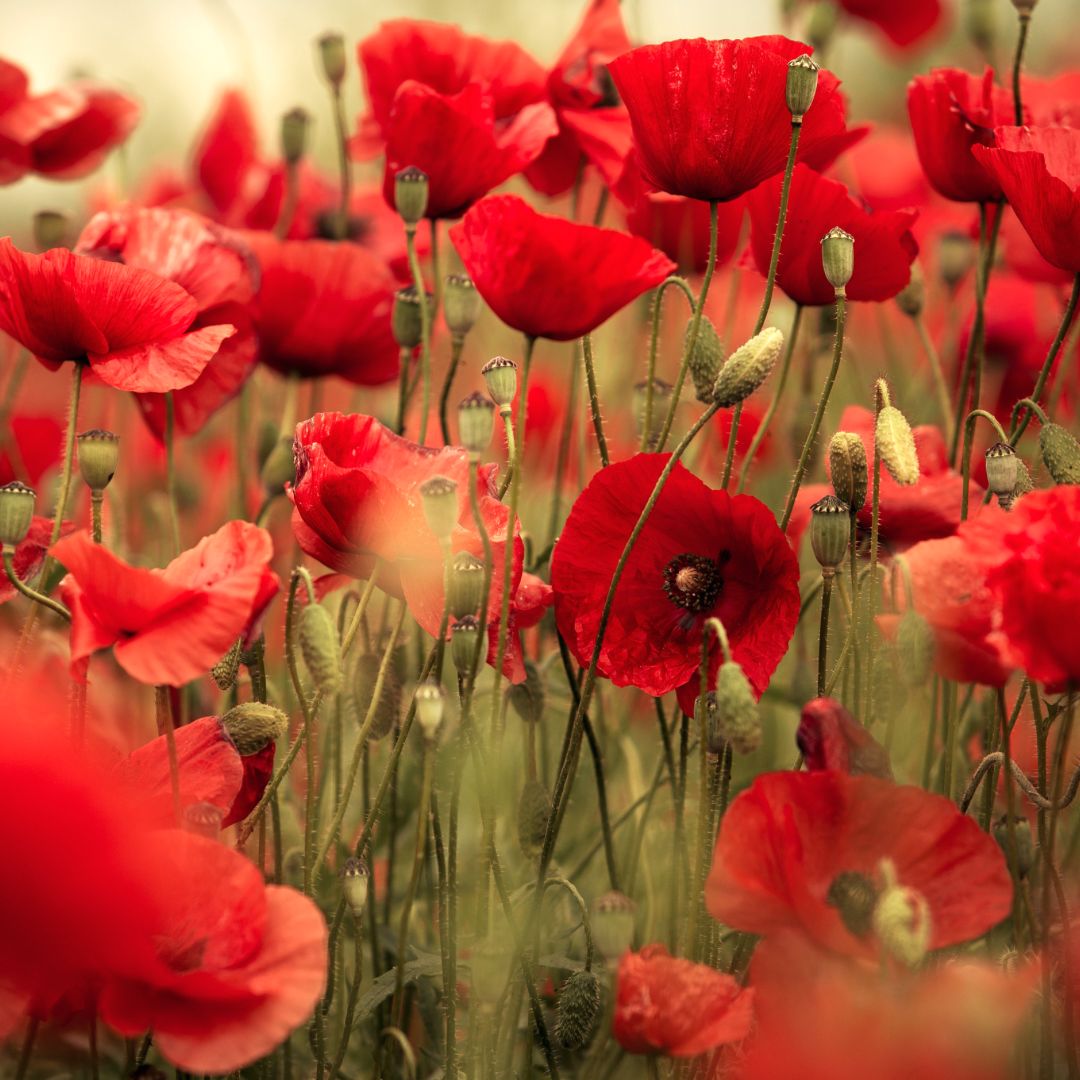 FRAGANCIAS FLORALES