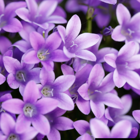 Fragancia Violetas