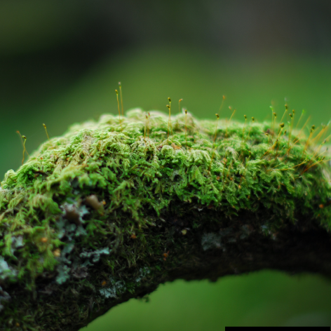Fragancia Musgo