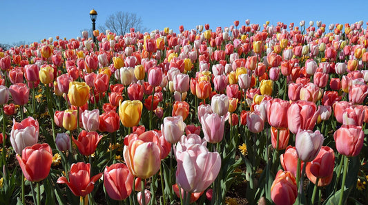Fragancia Tulipanes