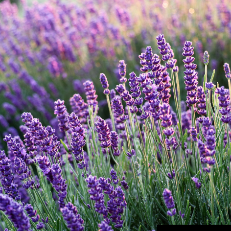 Fragancia Lavanda