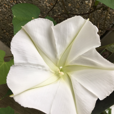 Fragancia flor de luna