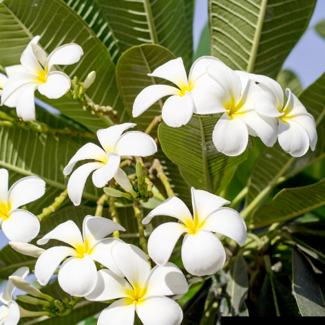 Fragancia Lily + Plumería