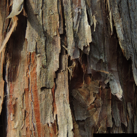 Fragancia Cedro