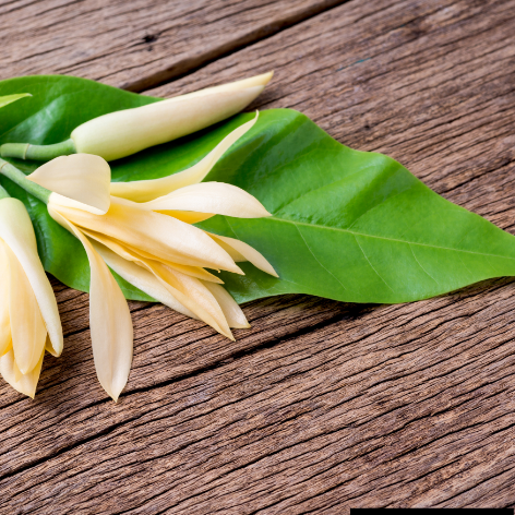 Fragancia Lirio y Sándalo