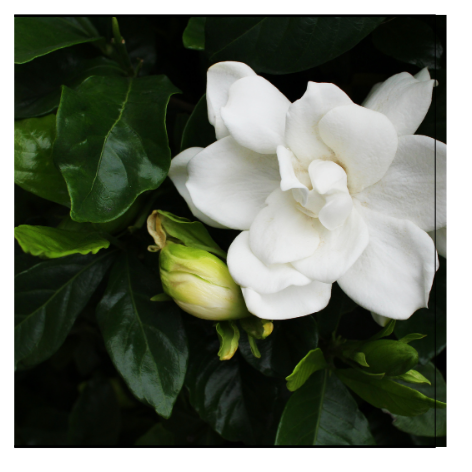 Fragancia gardenia